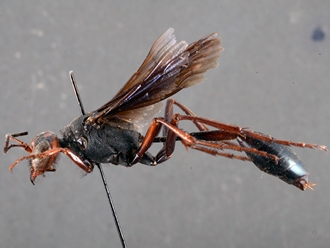 images/Ammophila_calva_SAM_HYM_A009429_type_ female_ lateral_330.jpg